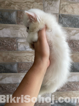 Pure persian Cat
